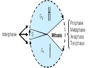 10.2 Eukaryotic Cell Cycle