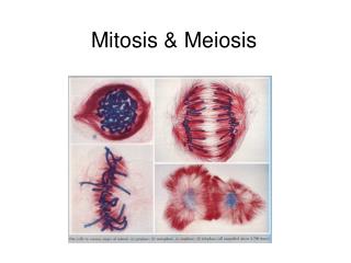 Mitosis &amp; Meiosis