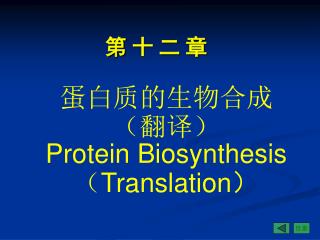 蛋白质的生物合成 （翻译 ） Protein Biosynthesis （ Translation ）