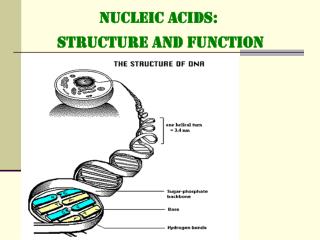 PPT - NUCLEIC ACIDS: STRUCTURE And FUNCTION PowerPoint Presentation ...