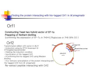 Finding the protein interacting with his-tagged Orf1 in M.smegmatis