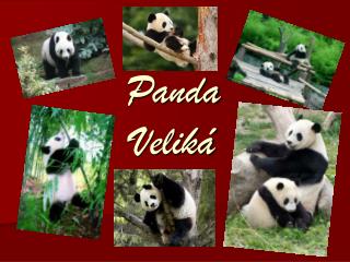 Panda Veliká