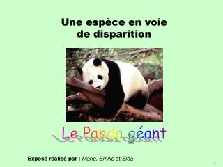 Le Panda géant