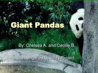 Giant Pandas