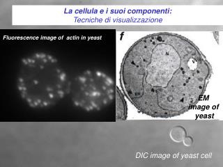 La cellula e i suoi componenti: Tecniche di visualizzazione