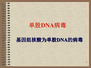 单股 DNA 病毒