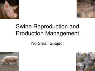 Swine Reproduction and Production Management