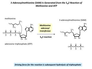 S-Adenosylmethionine (SAM) Is Generated from the S N 2 Reaction of Methionine and ATP