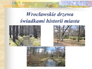 Wrocławskie drzewa świadkami historii miasta