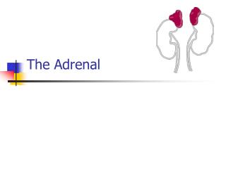 The Adrenal