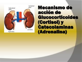 Mecanismo de acción de Glucocorticoides (Cortisol) y Catecolaminas (Adrenalina)