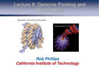 Lecture 8: Genome Packing and Accessibility
