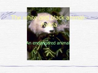 The white and black animal– Panda