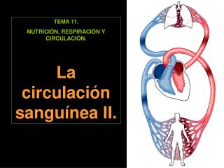TEMA 11. NUTRICIÓN, RESPIRACIÓN Y CIRCULACIÓN. La circulación sanguínea II.