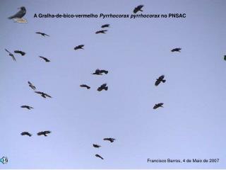 A Gralha-de-bico-vermelho Pyrrhocorax pyrrhocorax no PNSAC