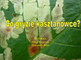 Co gryzie kasztanowce?