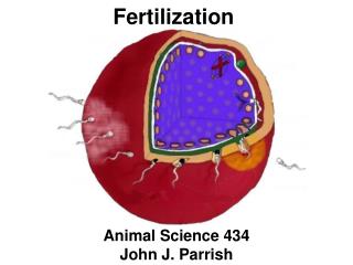 Fertilization