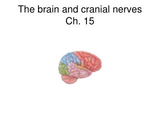 The brain and cranial nerves Ch. 15