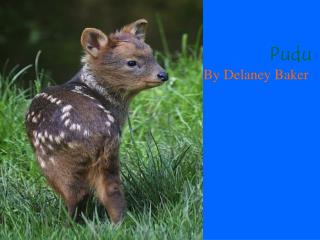 Pudu