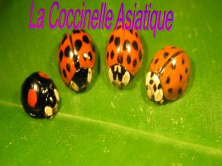 La Coccinelle Asiatique