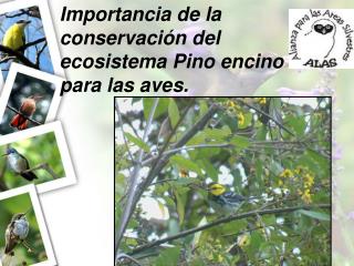 Importancia de la conservación del ecosistema Pino encino para las aves.