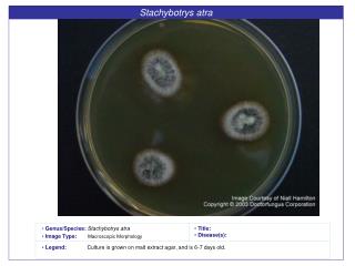 Stachybotrys atra