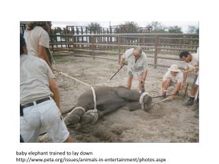 baby elephant trained to lay down
