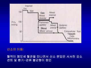 산소의 이동 : 혈액이 폐모세 혈관을 떠나면서 산소 분압은 서서히 감소 션트 및 환기 - 관류 불균형이 원인