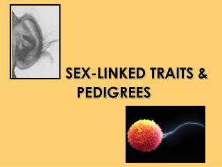 SEX-LINKED TRAITS & PEDIGREES