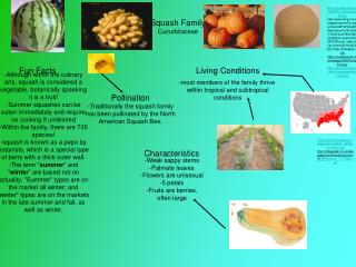 Squash Family Cucurbitaceae