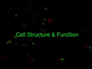 Cell Structure &amp; Function