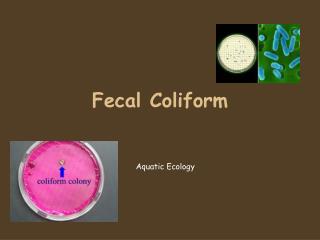 Fecal Coliform