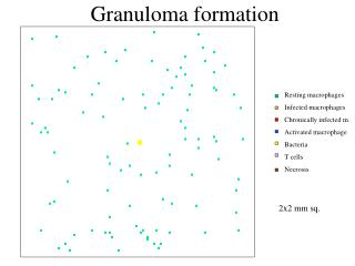 Granuloma formation