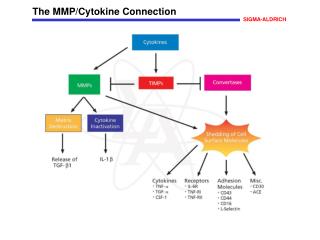 The MMP/Cytokine Connection