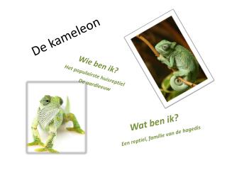 De kameleon