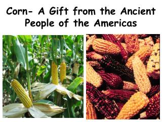 Corn- A Gift from the Ancient People of the Americas