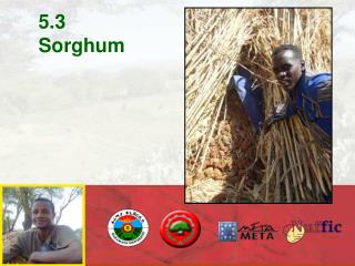 5.3 Sorghum