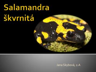 Salamandra škvrnitá