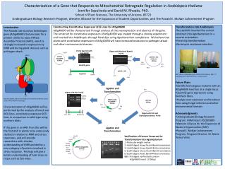 Transformation into Arabidopsis