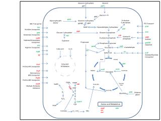 Glycerol-3-phosphate