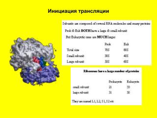 Инициация трансляции