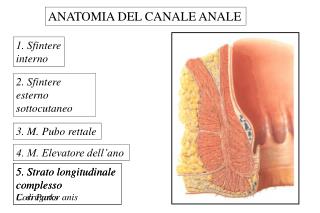 ANATOMIA DEL CANALE ANALE