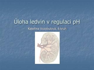 Úloha ledvin v regulaci pH