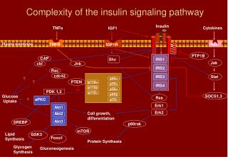 Complexity of the insulin signaling pathway