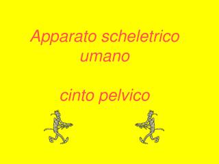 Apparato scheletrico umano cinto pelvico