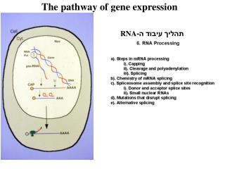 The pathway of gene expression