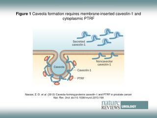 Figure 1 Caveola formation requires membrane-inserted caveolin‑1 and cytoplasmic PTRF