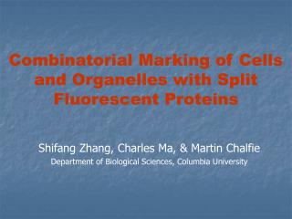 Combinatorial Marking of Cells and Organelles with Split Fluorescent Proteins