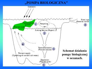 „POMPA BIOLOGICZNA”