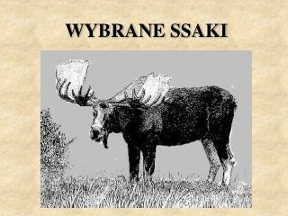 WYBRANE SSAKI